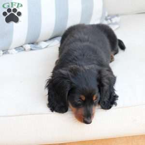 Bear, Dachshund Puppy