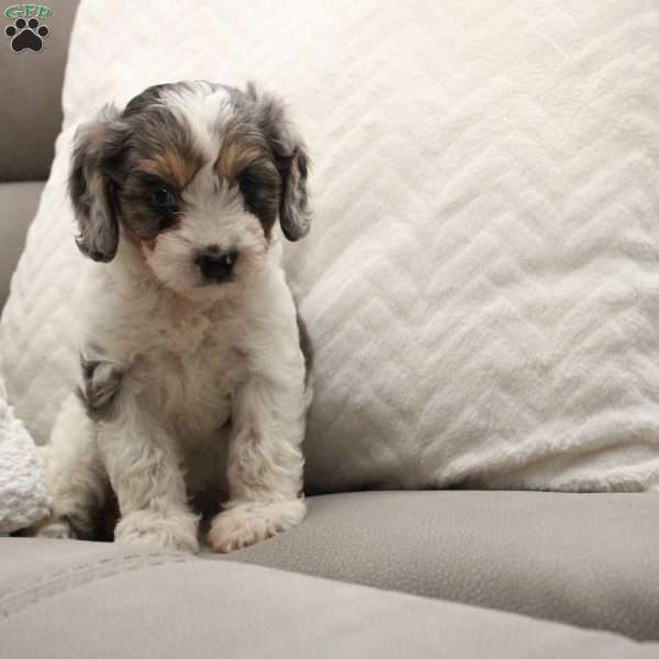 Fern, Cavapoo Puppy