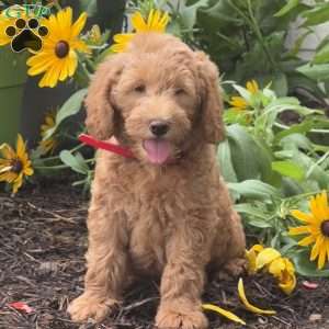 Rambo, Mini Labradoodle Puppy