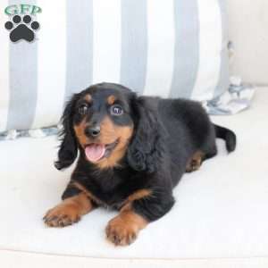 Bear, Dachshund Puppy