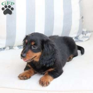 Bear, Dachshund Puppy