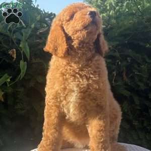 Ms. Pink, Goldendoodle Puppy