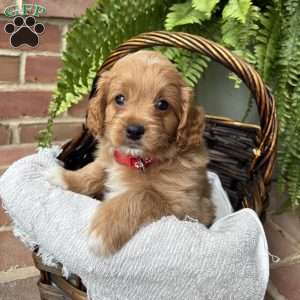 Ava, Cockapoo Puppy