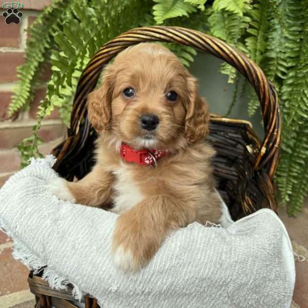 Ava, Cockapoo Puppy