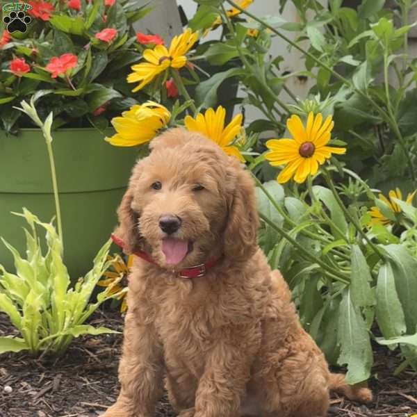 Rambo, Mini Labradoodle Puppy