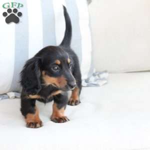 Ellie, Dachshund Puppy