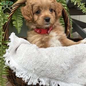 Ava, Cockapoo Puppy