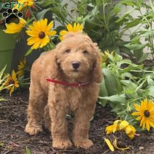 Rambo, Mini Labradoodle Puppy