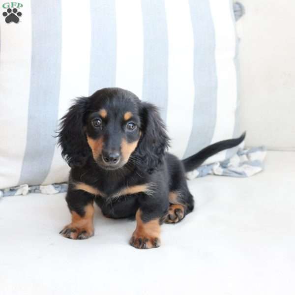 Ellie, Dachshund Puppy