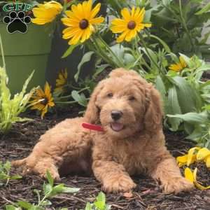 Rambo, Mini Labradoodle Puppy