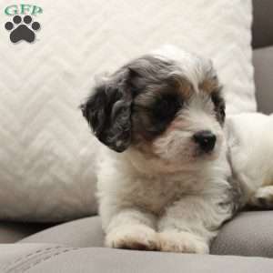 Aspen, Cavapoo Puppy