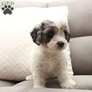 Aspen, Cavapoo Puppy