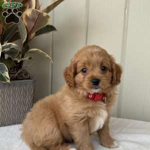 Ava, Cockapoo Puppy