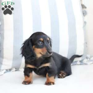 Ellie, Dachshund Puppy