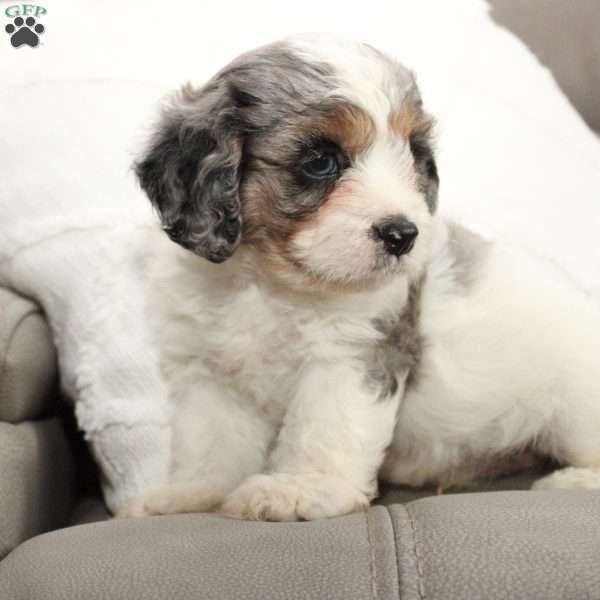 Aspen, Cavapoo Puppy