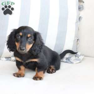 Ellie, Dachshund Puppy