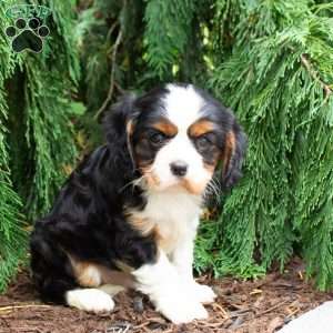 Casper, Cavalier King Charles Spaniel Puppy