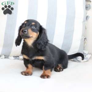 Ellie, Dachshund Puppy
