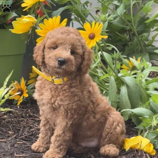 Rascal, Mini Labradoodle Puppy