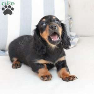 Ellie, Dachshund Puppy