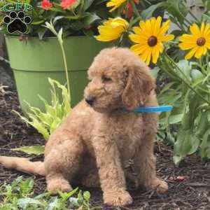 Ruby, Mini Labradoodle Puppy