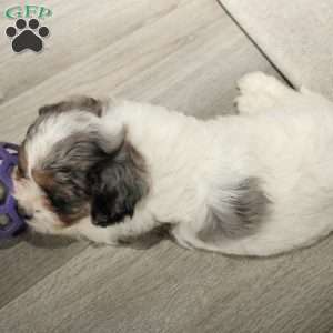 Aspen, Cavapoo Puppy