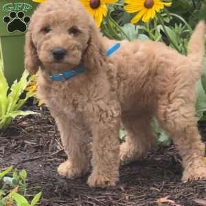 Ruby, Mini Labradoodle Puppy