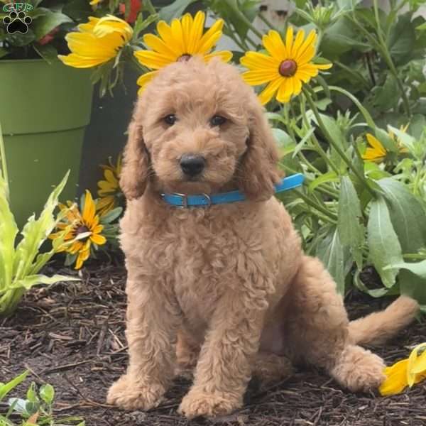 Ruby, Mini Labradoodle Puppy