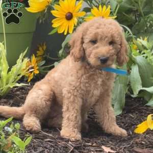 Ruby, Mini Labradoodle Puppy