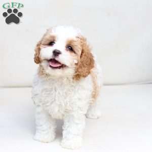 Winston, Cavapoo Puppy