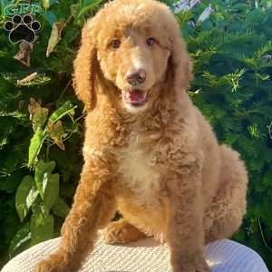 Mr. Red, Goldendoodle Puppy
