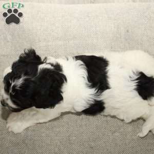 Rowan, Cavapoo Puppy