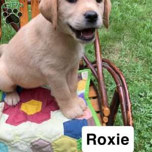 Roxie, Yellow Labrador Retriever Puppy