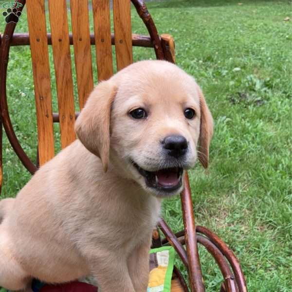 Roxie, Yellow Labrador Retriever Puppy