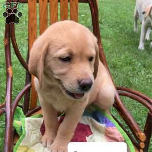 Luna, Yellow Labrador Retriever Puppy