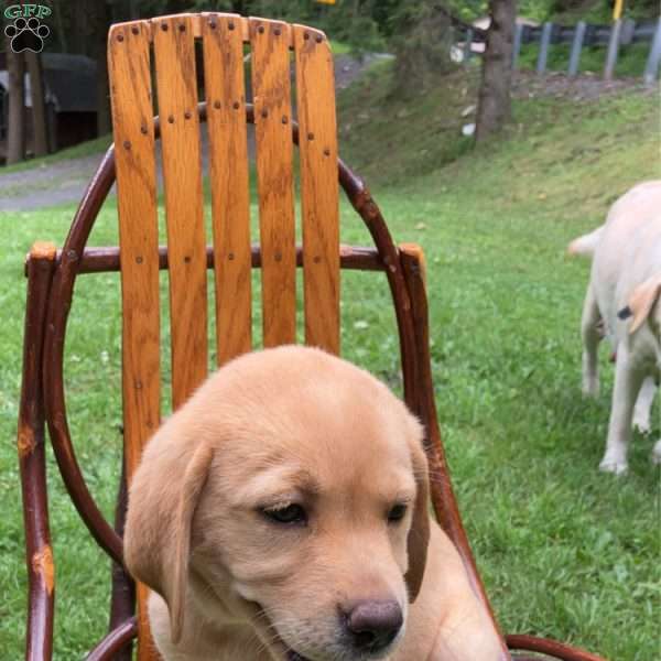Luna, Yellow Labrador Retriever Puppy