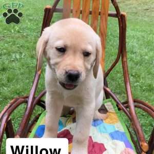 Willow, Yellow Labrador Retriever Puppy