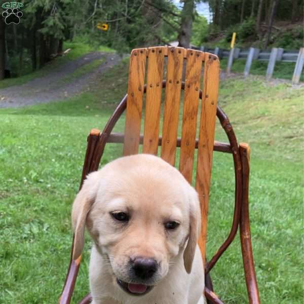 Willow, Yellow Labrador Retriever Puppy