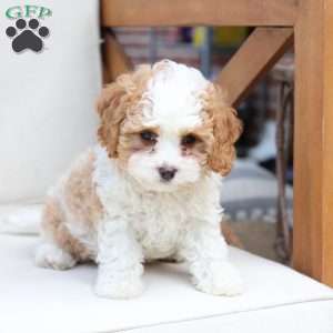 Winston, Cavapoo Puppy