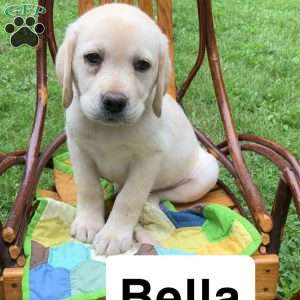 Bella, Yellow Labrador Retriever Puppy