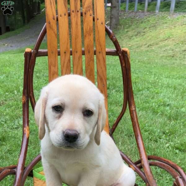 Bella, Yellow Labrador Retriever Puppy