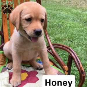Honey, Yellow Labrador Retriever Puppy