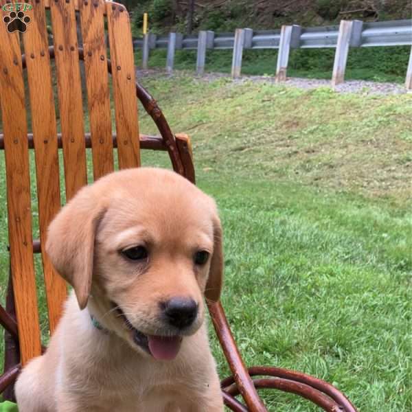 Honey, Yellow Labrador Retriever Puppy