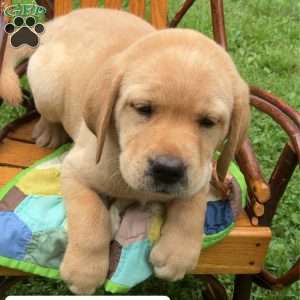 Butterball, Yellow Labrador Retriever Puppy