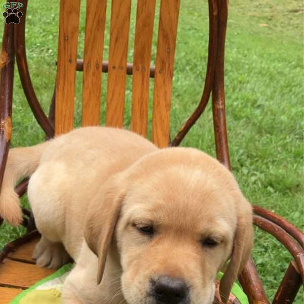 Butterball, Yellow Labrador Retriever Puppy