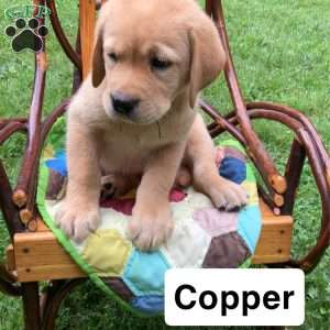 Copper, Yellow Labrador Retriever Puppy