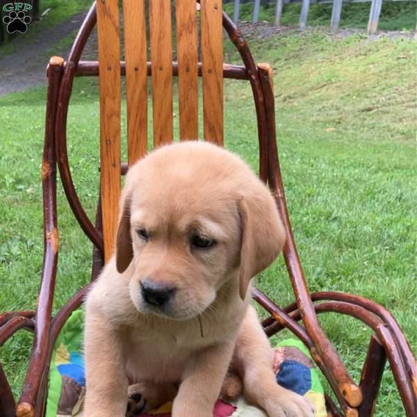 Copper, Yellow Labrador Retriever Puppy