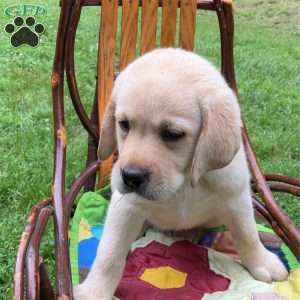 Rocky, Yellow Labrador Retriever Puppy