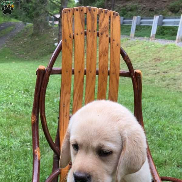 Rocky, Yellow Labrador Retriever Puppy