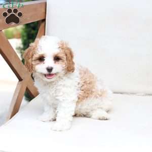 Winston, Cavapoo Puppy